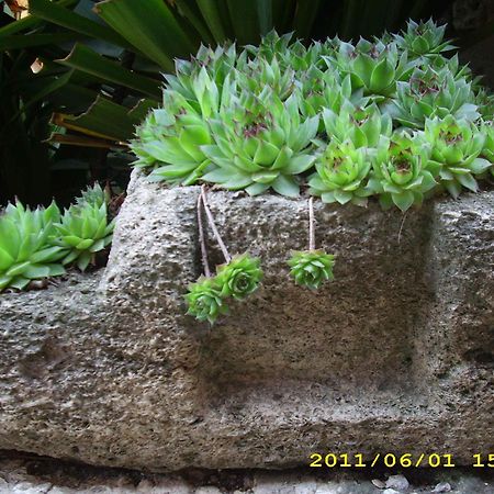Guest House Villa Katty Balcic Exterior foto